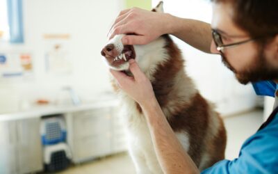 Why Pet Dental Care Matters: The Hidden Pain Behind Dental Disease in Dogs and Cats