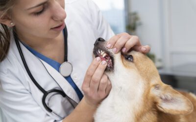 How Often Do Dogs and Cats Need Dental Cleanings?