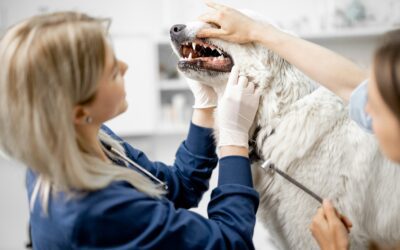 Is Dog & Cat Dental Cleaning Worth It? What Most Pet Owners Don’t Realize