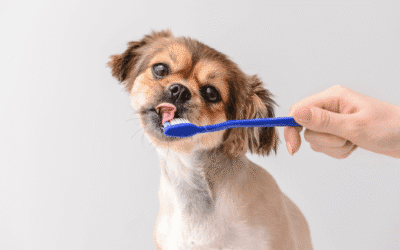 Why Dogs and Cats Need Real Dental Care: What Most Pet Owners Miss About Oral Health