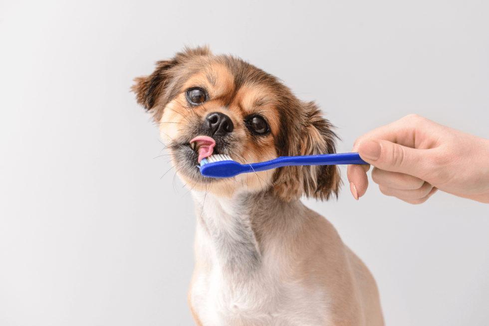Dog Dental Care