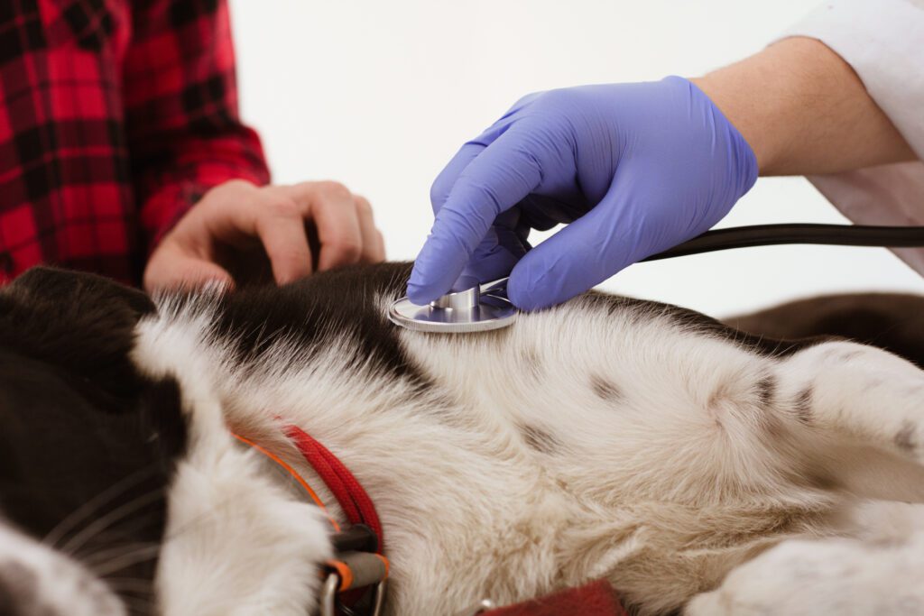 Why Wellness Visits Matter More Than Most Pet Owners Realize | Hess ...