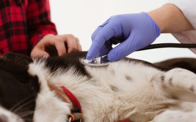 Why Wellness Visits Matter More Than Most Pet Owners Realize