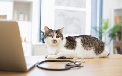 Why Waiting Until Your Pet Is Sick Can Cost More Than You Think