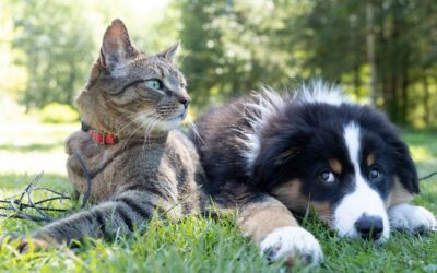 Why Knowing What’s Normal for Your Pet Is One of the Most Important Parts of Preventive Care