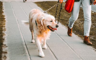 Why Your Pet’s Routine May Be the Biggest Predictor of Their Long-Term Health