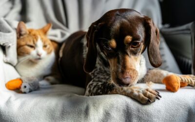 How Small Daily Habits Shape a Healthier Life for Y our Dog or Cat