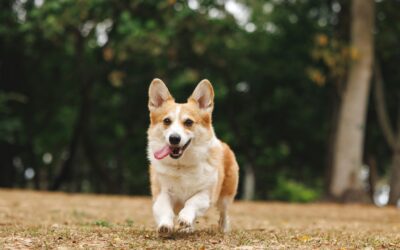 The Annual Wellness Visit: What We Learn About Your Pet in Just One Appointment