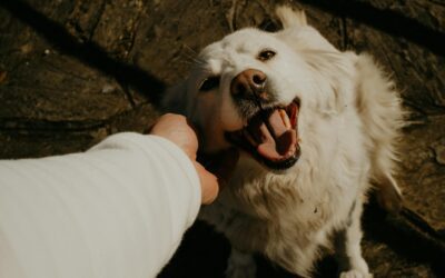 When Your Pet Stops Doing the Things They Love: What Behavior Changes Can Tell Us About Their Health