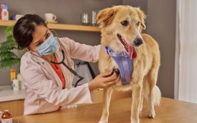 What Your Pet’s Bloodwork Can Tell Us Before You See a Problem
