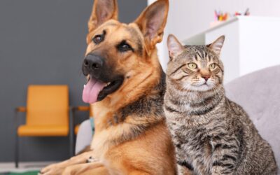 Creating Healthy Daily Habits That Help Dogs and Cats Thrive for a Lifetime