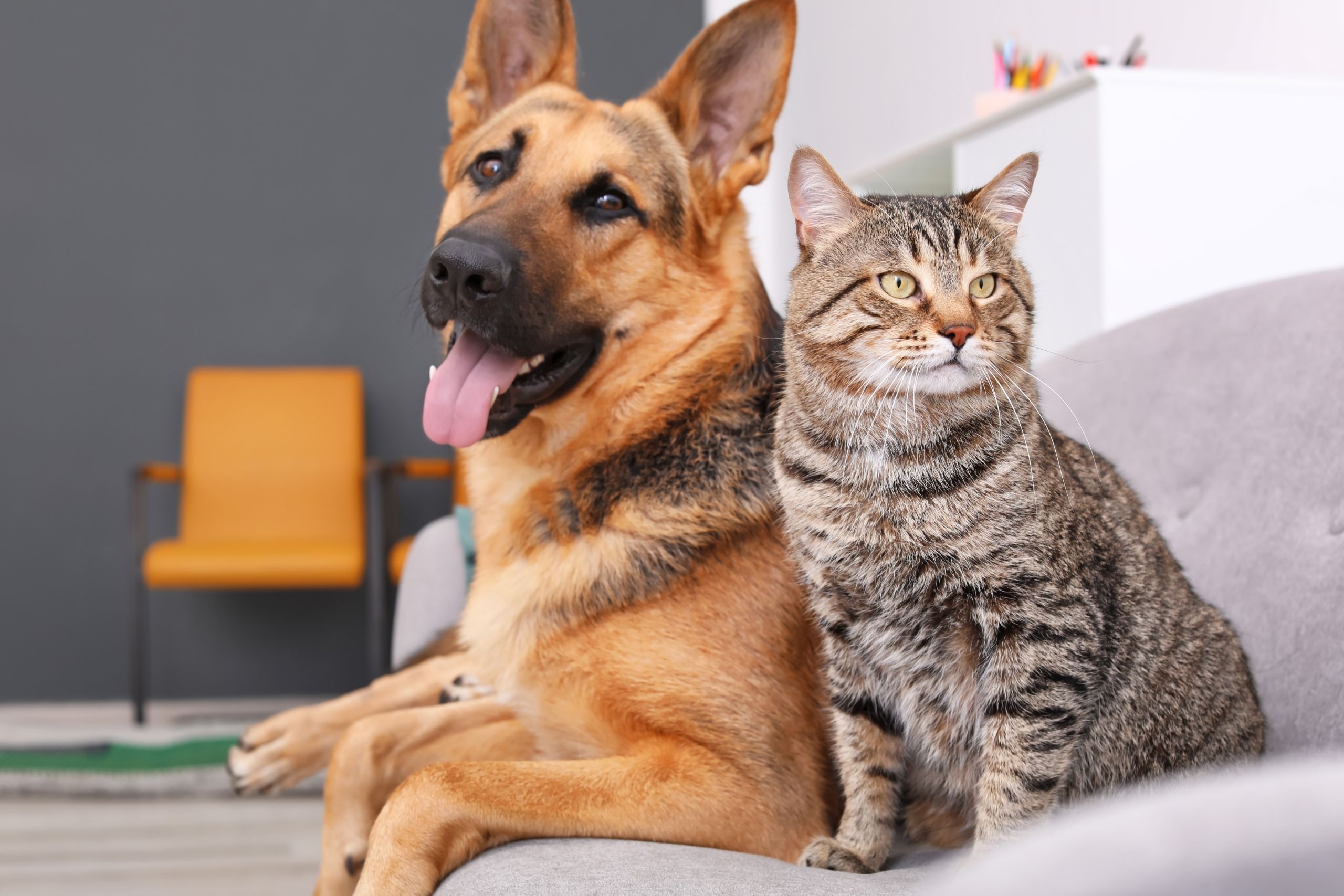 Creating Healthy Daily Habits That Help Dogs and Cats Thrive for a Lifetime