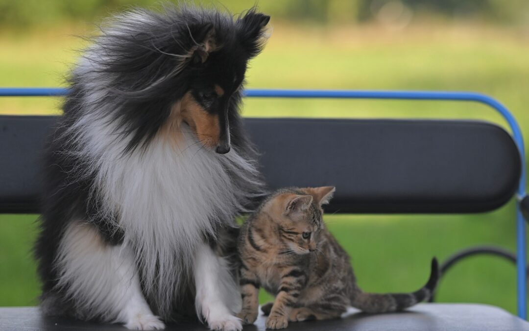 dog and cat sitting on a bench