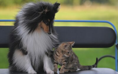 The Everyday Signs Your Dog or Cat Is Thriving: A Wellness Guide for Pet Owners