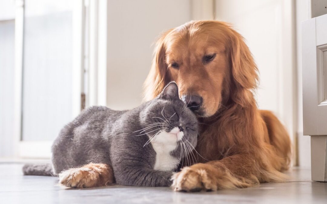 Dog and cat resting on a floor
