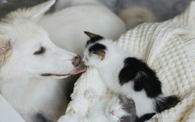 Do Dogs and Cats Need Supplements? How to Know What Your Pet Actually Needs