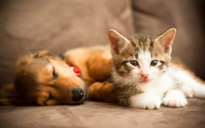 Puppy and Kitten Wellness: What to Expect During Your Pet’s First Year