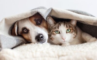 Pet Wellness Testing: Which Preventive Tests Does Your Dog or Cat Actually Need?