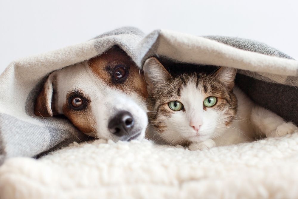 A dog and cat cuddle under a soft gray blanket