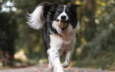 Large Breed Dog Wellness: How to Protect Your Dog’s Joints, Growth, and Long-Term Health
