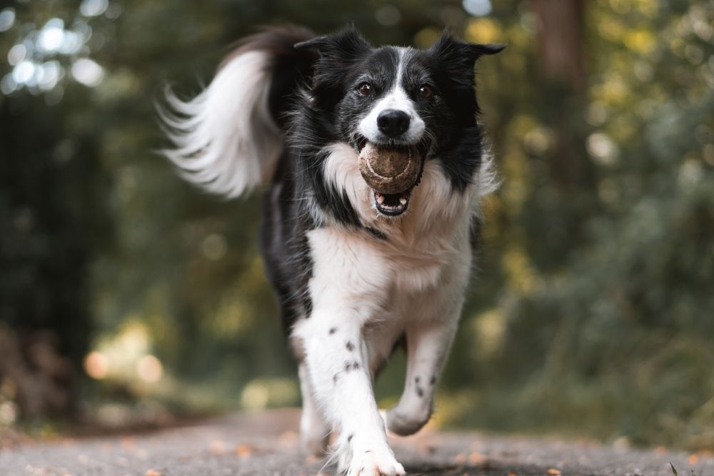 A joyful black-and-white Border Collie