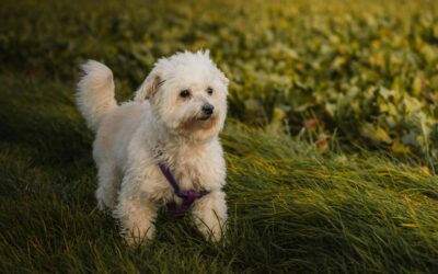How Your Pet’s Lifestyle Shapes Their Wellness Plan